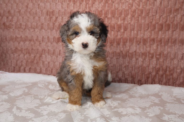 Small fluffy tri-color puppy (gray, white, and tan) sitting on a patterned tablecloth with a pink textured wall behind it.