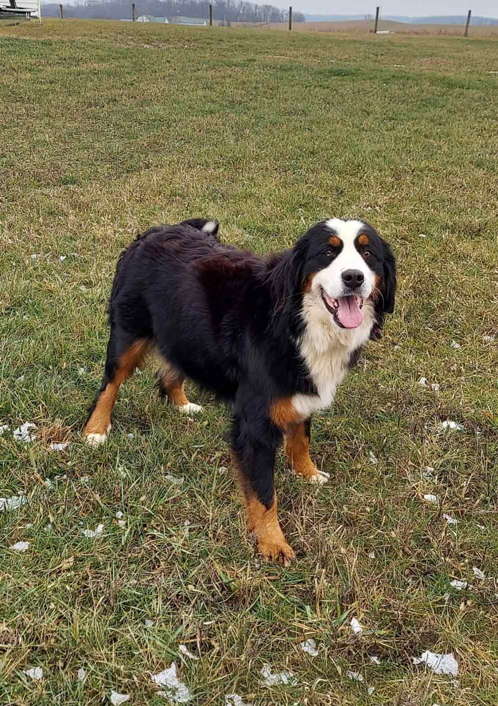 Happy Bernese Mountain Dog standing in a grassy field with a distant fence.