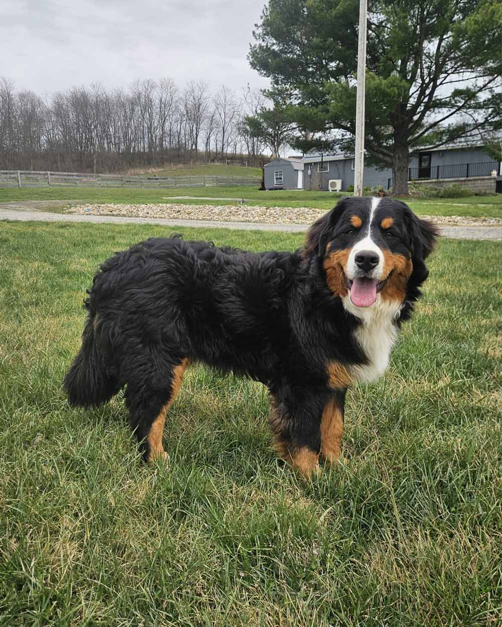Bernese Mountain Dog standing on a green lawn with trees and a house in the background, panting happily.