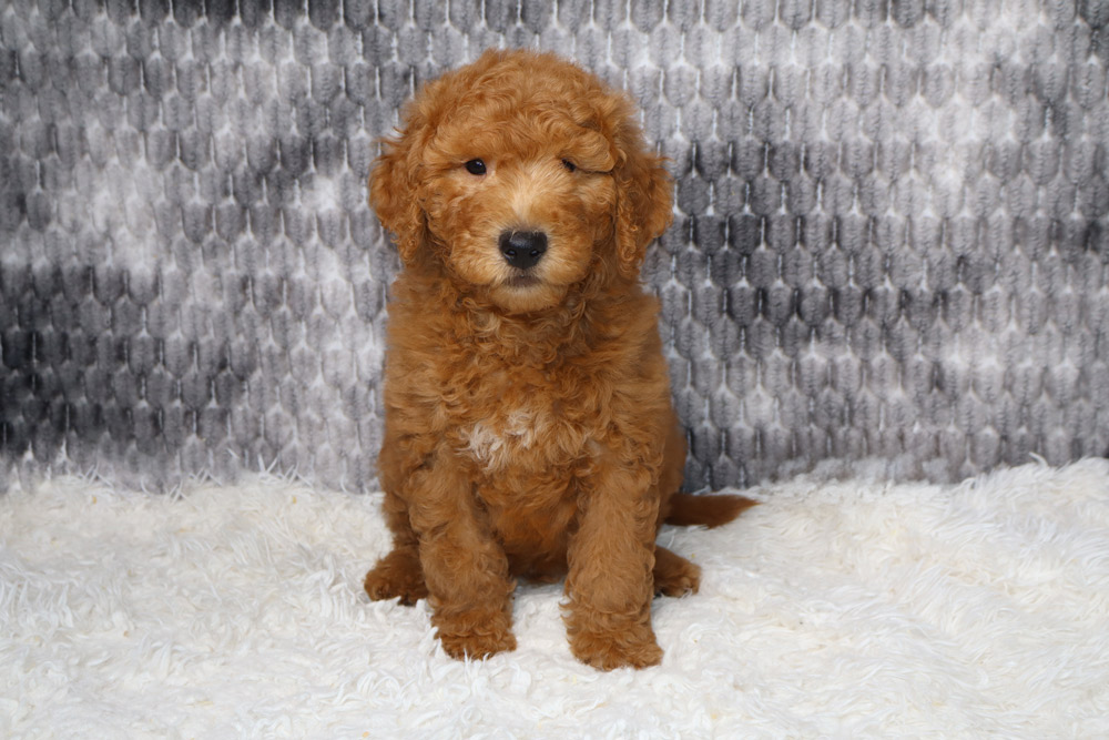 Brown curly-coated puppy sitting on a white fluffy rug with a gray textured backdrop.