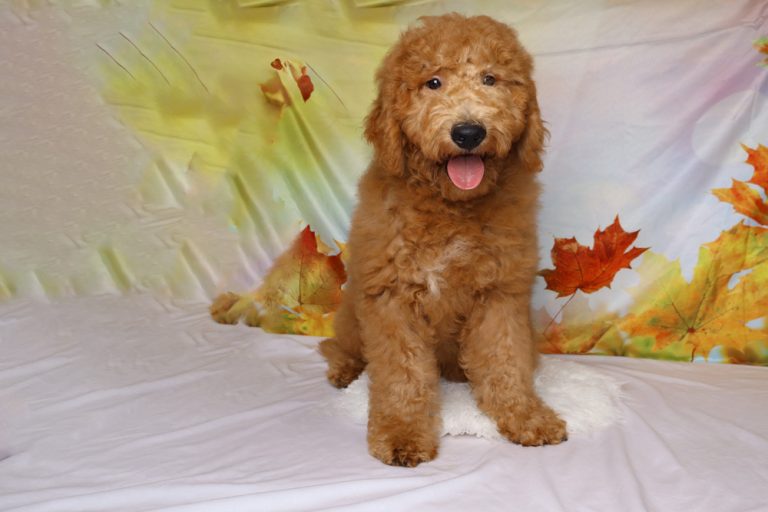 Golden doodle puppy sits on a white surface with an autumn leaves backdrop, its tongue out in a friendly pose.