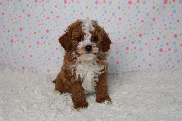 Brown and white fluffy puppy sitting on a white shag rug with a pastel polka-dot backdrop behind it.