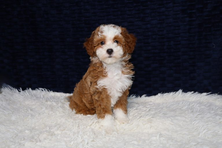 Cute brown-and-white fluffy puppy sitting on a white shag rug with a dark blue background eyeing the camera.