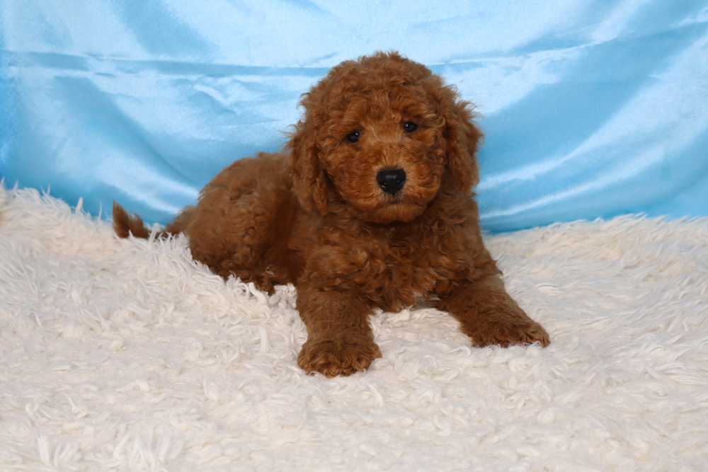 Curly brown puppy lying on a white shag rug against a blue backdrop.