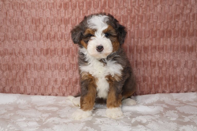A fluffy tri-color puppy (black, brown, white) sits on a white patterned blanket with a pink textured backdrop, looking at the camera.