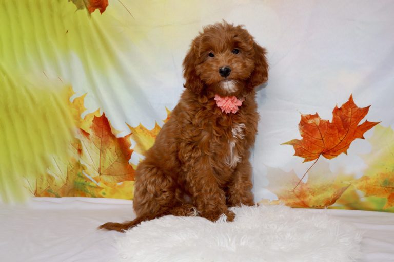 A fluffy brown puppy wearing a pink flower collar sits on a white shag rug with a fall-themed backdrop of autumn leaves.