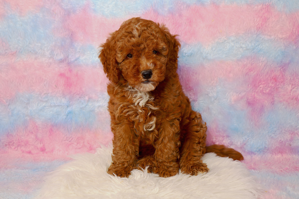 Brown curly-haired puppy sitting on a white fluffy rug with a pastel pink and blue backdrop.