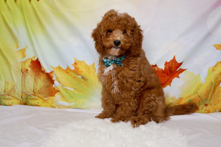 Brown fluffy puppy with a teal bow tie sits on a white shag rug, autumn leaves backdrop behind.