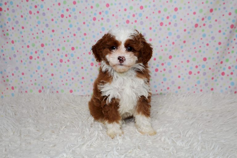 Adorable brown and white puppy sitting on a fluffy white rug with a pastel polka dot backdrop.