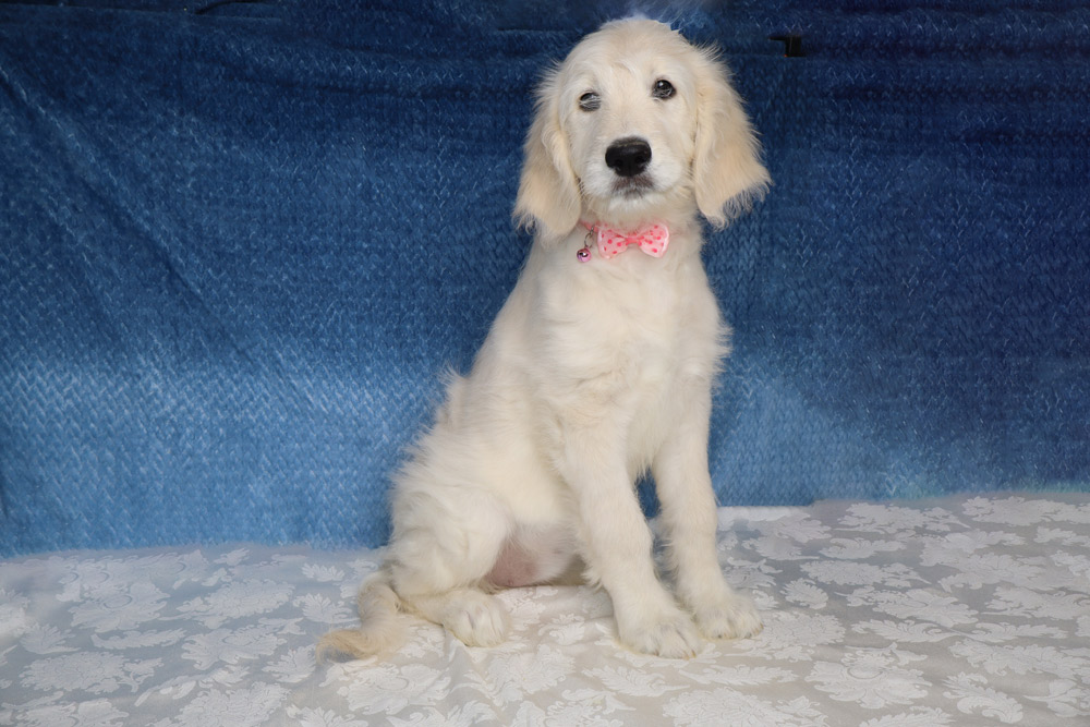 Cream-colored puppy with a pink bow tie sitting on a light patterned surface against a blue backdrop