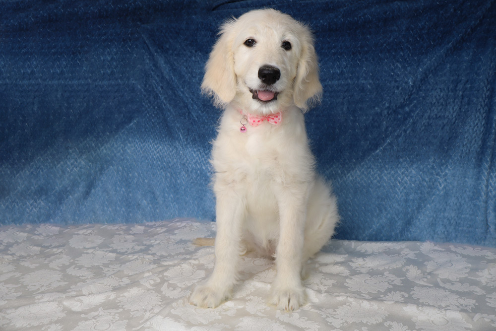 Kitt-Standard-Goldendoodle-Puppy--6471-2 Cream-colored golden retriever puppy sitting on a white patterned blanket with a pink bow collar against a blue backdrop,