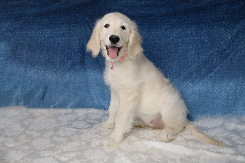 Kitt-Standard-Goldendoodle-Puppy--6471-3 Smiling light-colored puppy sits on a white patterned blanket with a blue gradient backdrop behind it.