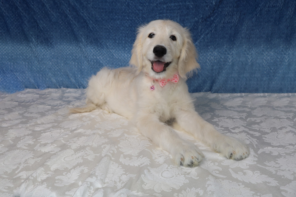 Kitt-Standard-Goldendoodle-Puppy--6471-4 White retriever puppy lying on a white patterned tablecloth with a pink bow, smiling at the camera.