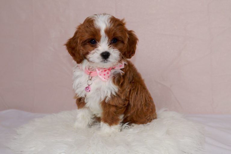 Cute brown and white puppy with a pink bow around its neck sitting on a fluffy white rug.