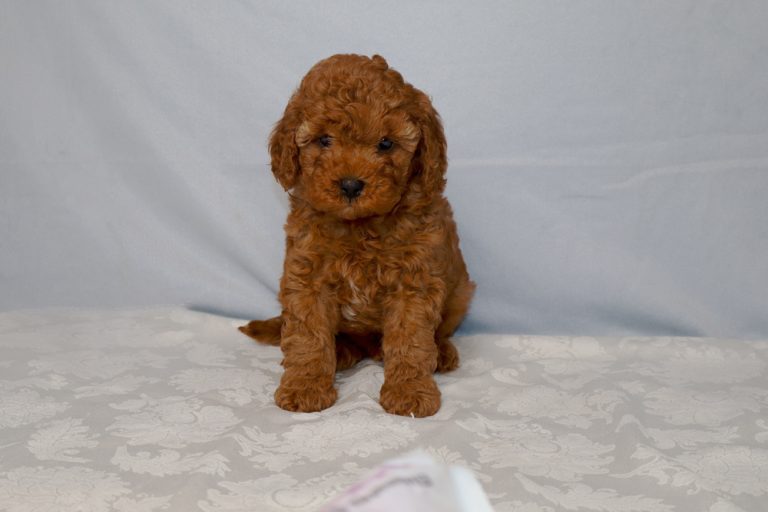 Curly brown puppy sitting on a patterned white surface with a light blue backdrop, looking at the camera.