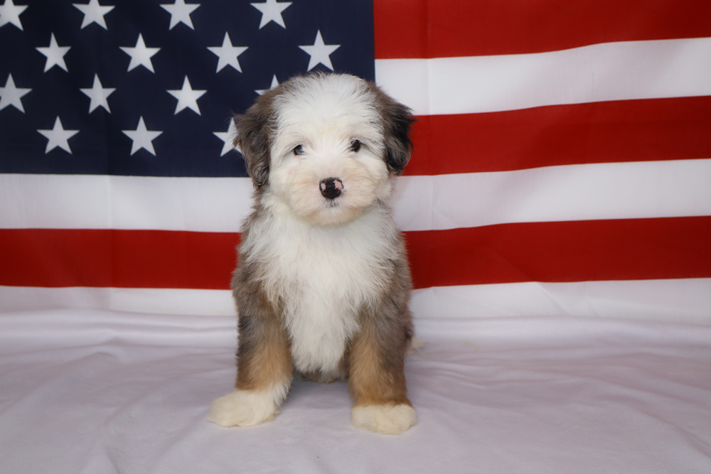 Young fluffy puppy sitting on a white surface with an American flag backdrop behind it, looking at the camera.