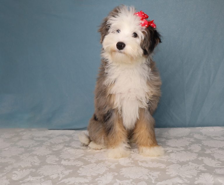 Fluffy mixed-breed puppy with a red bow sits on a patterned table against a blue backdrop.
