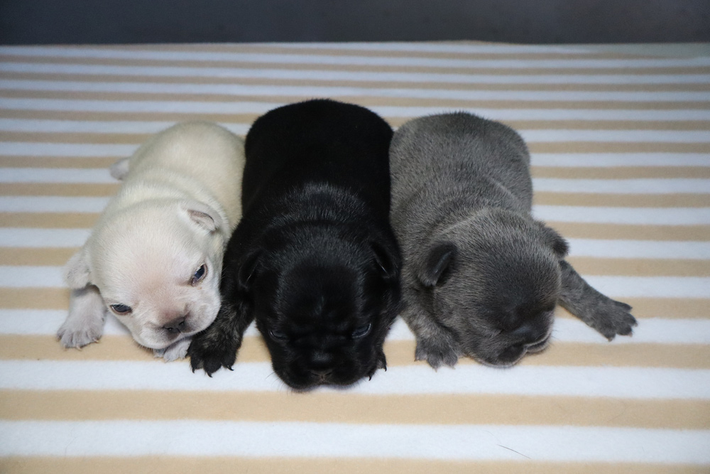 Three newborn puppies—white, black, and gray—sleeping side by side on a striped blanket.