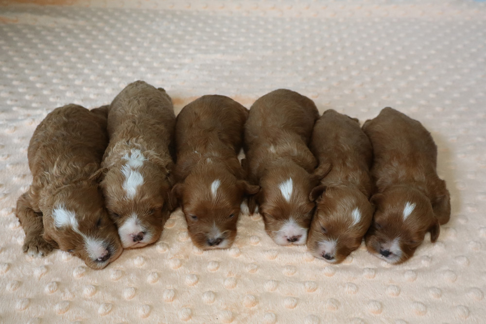 Seven newborn puppies with brown fur and white markings sleeping in a row on a soft cream blanket with textured dots.