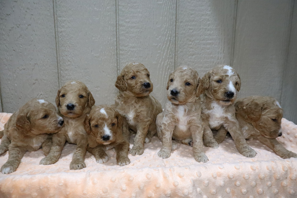 Group of eight fluffy puppies sitting together on a soft pink blanket indoors.