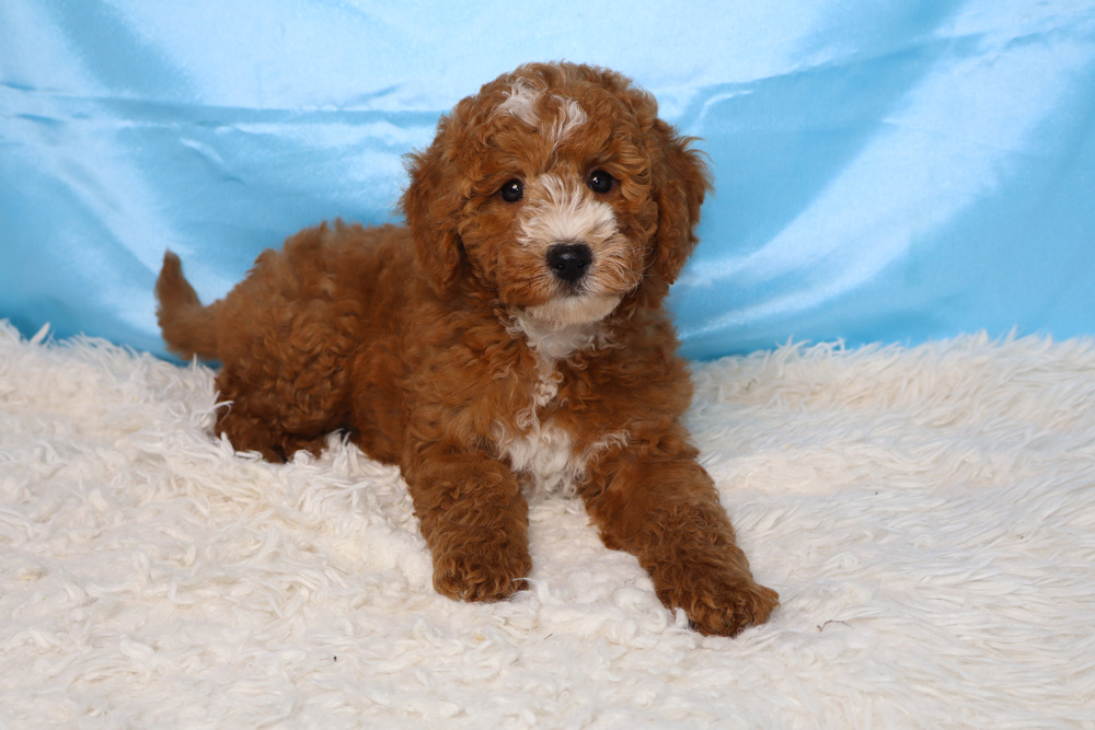 Brown curly-coated puppy with a white muzzle lounging on a white fluffy rug against a blue backdrop.