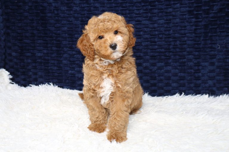 Cute curly brown puppy sitting on a white fluffy rug with a dark navy backdrop, looking at the camera.