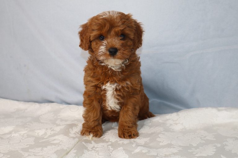 Brown fluffy puppy with a white chest sits on a patterned white blanket against a light blue background.