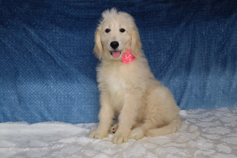 Golden retriever puppy sitting on a white lace surface with a pink flower accessory at the neck, against a blue backdrop.