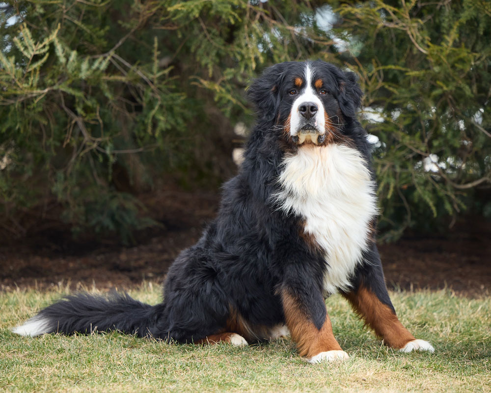 Bernese Mountain Dog with black, white, and rust coat sitting on a grassy lawn with evergreen trees in the background