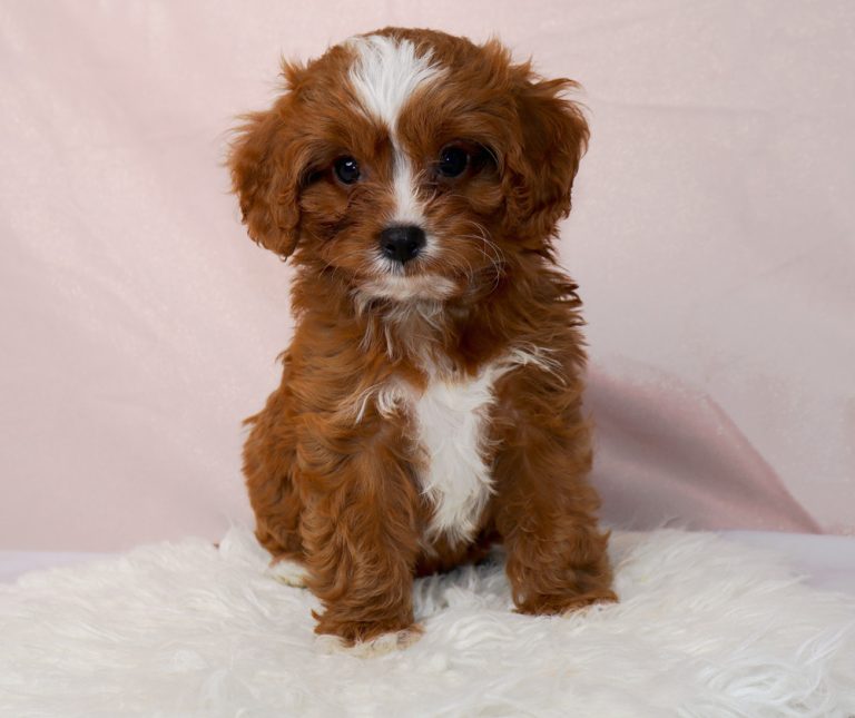 Fluffy brown and white puppy sitting on a white fur rug with a pale pink backdrop.