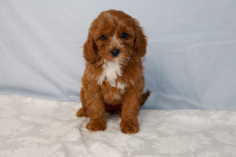 Young brown and white puppy sitting on a white patterned blanket with a pale blue backdrop in the background
