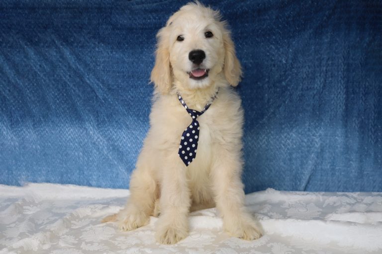Golden retriever puppy wearing a navy polka-dot tie sits on a white patterned surface against a blue backdrop.