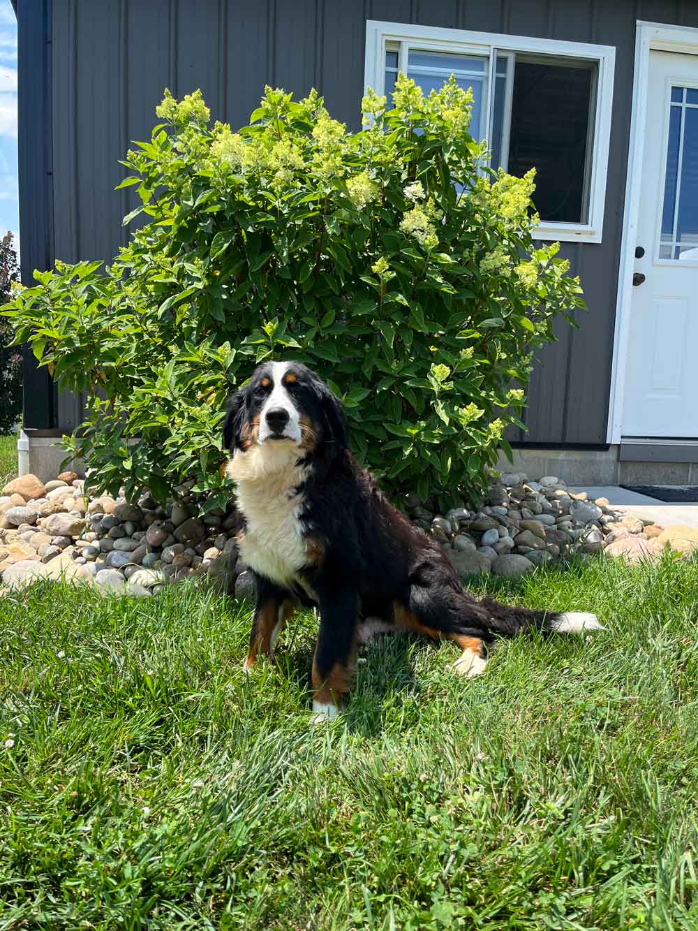 Bernese Mountain Dog sitting on green grass in front of a large leafy shrub next to a gray house and white door, with a rock border behind the dog.