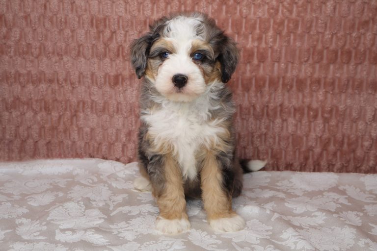 Tricolor puppy (white, black, tan) sitting on a light floral surface with a pink textured wall behind, looking at the camera.