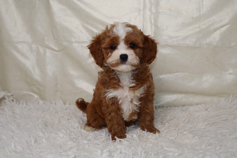 Sweet brown-and-white fluffy puppy sitting on a white shag rug, looking at the camera.