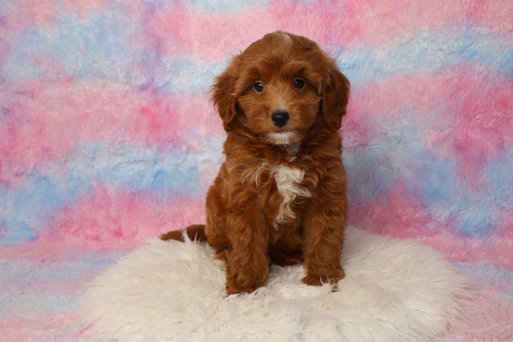 Brown fluffy puppy with a white chest sits on a white shag rug against a pastel pink and blue backdrop.
