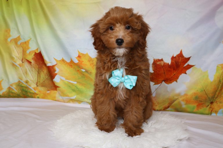 Adorable brown fluffy puppy wearing a turquoise bow tie sits on a white rug with an autumn leaf backdrop.