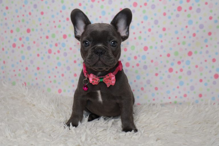 Gray French Bulldog puppy wearing a pink bow tie, sitting on a white fluffy rug with a pastel polka-dot backdrop.