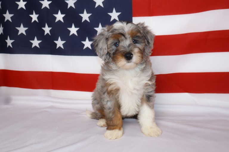 Small fluffy puppy with white and gray fur sitting on white fabric with an American flag backdrop behind it.