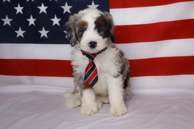 Cute fluffy puppy wearing a red, white, and blue striped tie sits in front of an American flag.