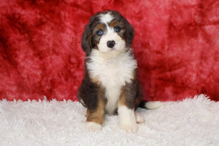 Cute tricolor Bernedoodle puppy sitting on a white fluffy rug with a red backdrop.