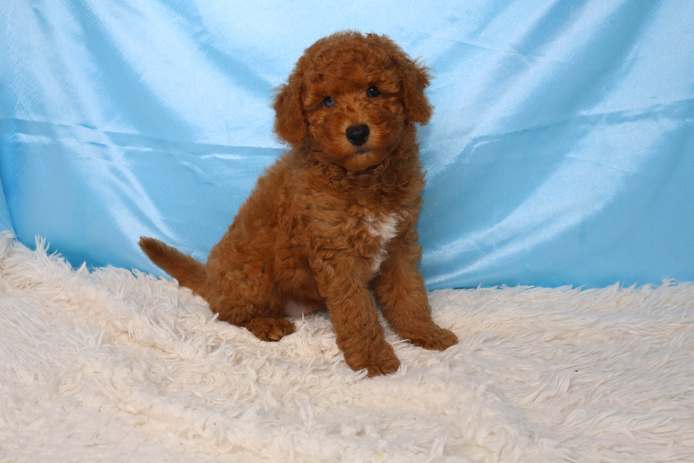 Brown fluffy puppy sitting on a white shag rug in front of a blue backdrop, looking at the camera.