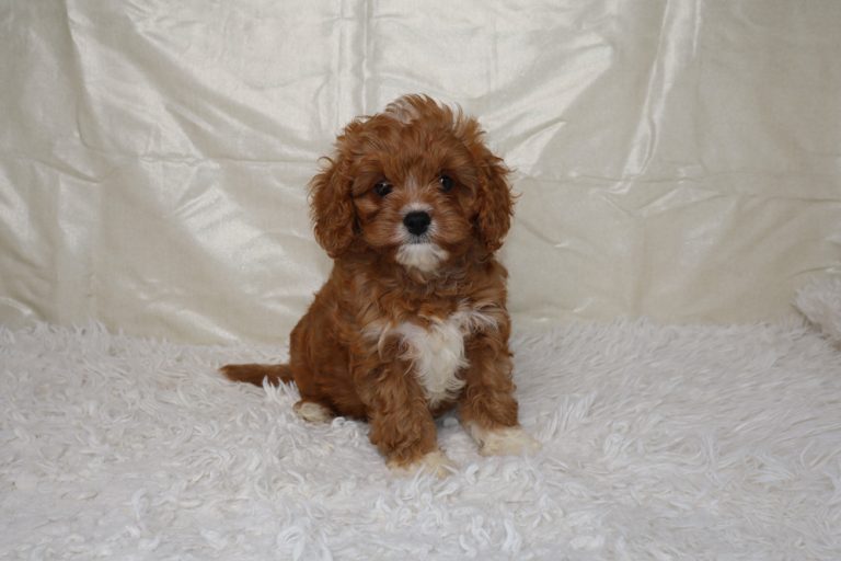 Brown fluffy puppy with a white chest sits on a soft white rug, looking at the camera.