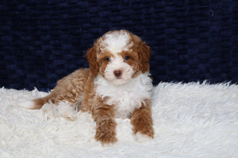 Brown and white fluffy puppy lying on a white shaggy rug against a dark blue backdrop, looking at the camera.