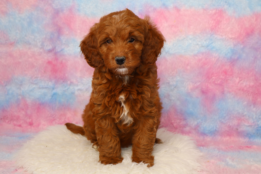 Brown fluffy puppy sitting on a white rug against a pastel pink and blue background.