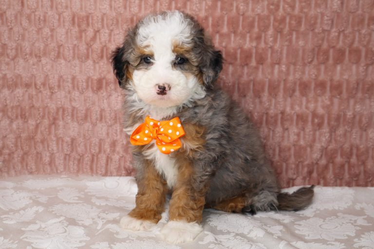 Fluffy tricolor puppy wearing an orange polka-dot bow tie sits on a patterned white blanket with a pink textured backdrop.