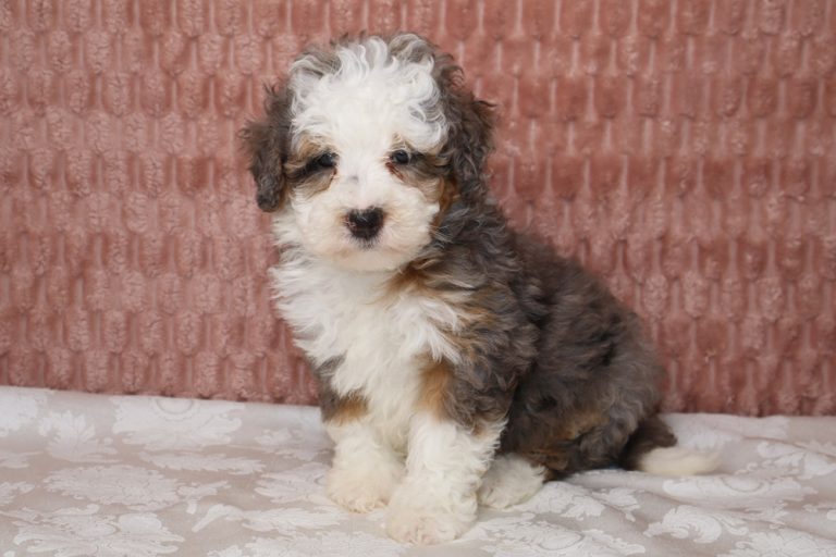 Fluffy tricolor puppy (white, brown, gray) sitting on a patterned bed against a pink wall behind.