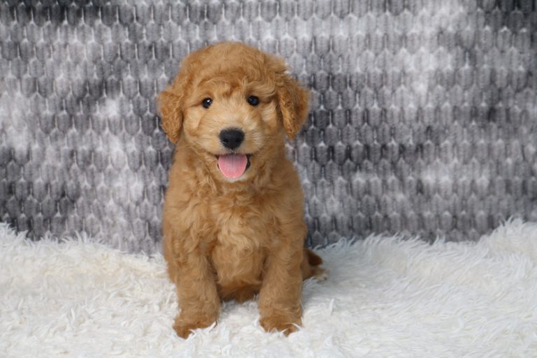 Golden brown puppy sitting on a white fluffy rug, tongue out, indoors against a gray patterned backdrop.