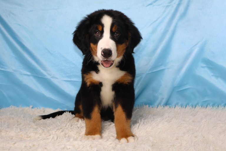 Adorable Bernese Mountain Dog puppy sits on a white fluffy rug with a light blue backdrop.