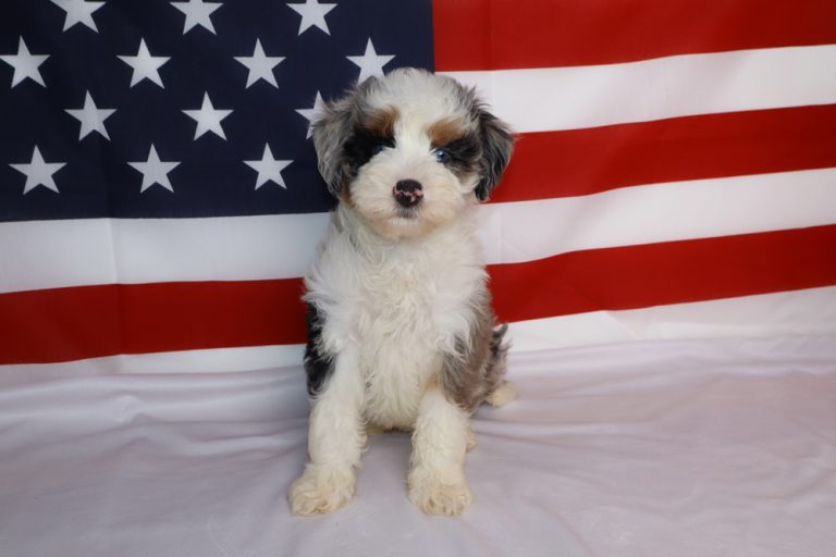 Fluffy puppy sitting on a white surface with an American flag backdrop behind it.